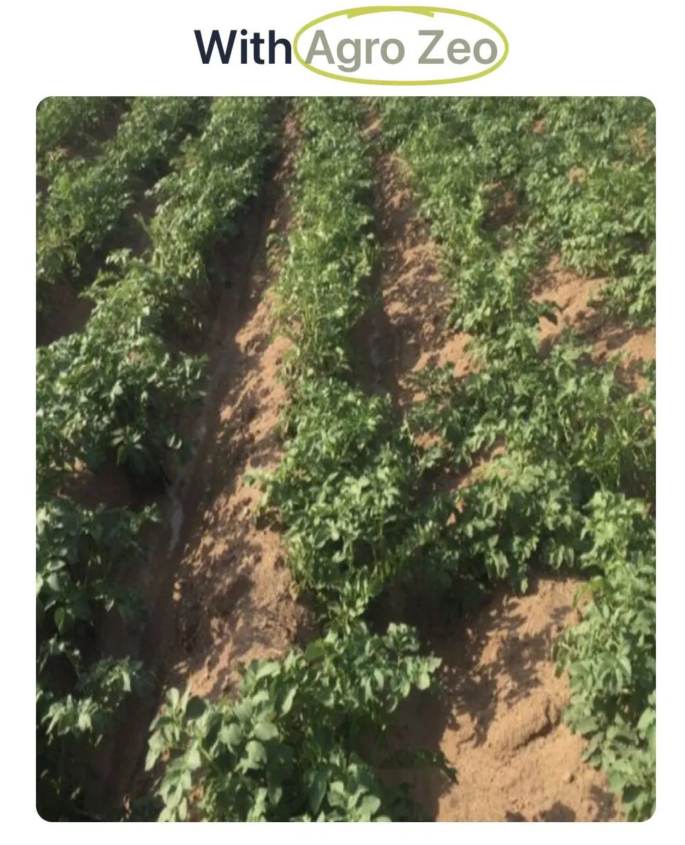Field photograph labelled With Agro Zeo